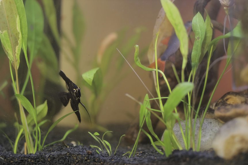 aquarium plants for gravel grown
