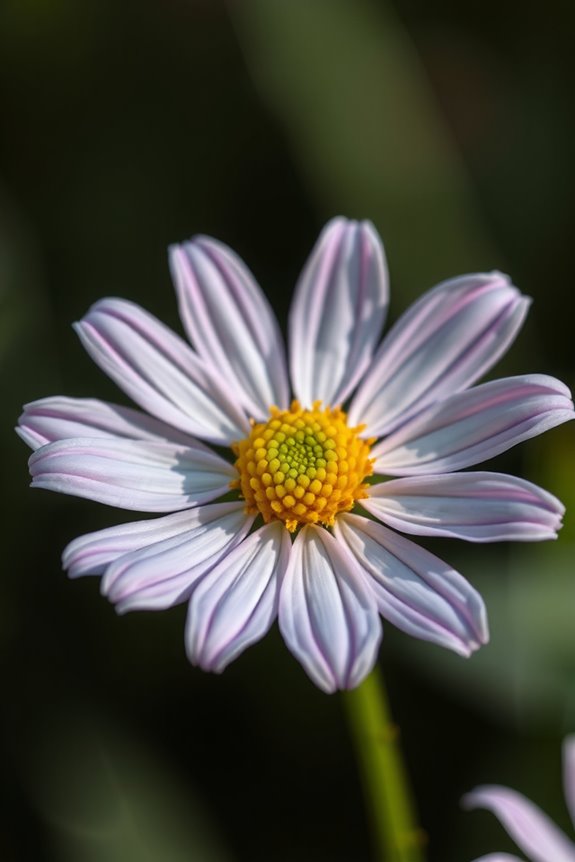 What Is the Birth Flower for September? 2 aster meaning myth bloomed gifts