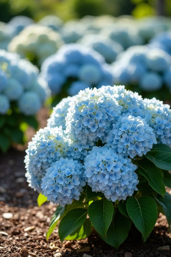 How Far Apart Should Hydrangeas Be Planted for Healthy Growth 1 measure mature width add one foot