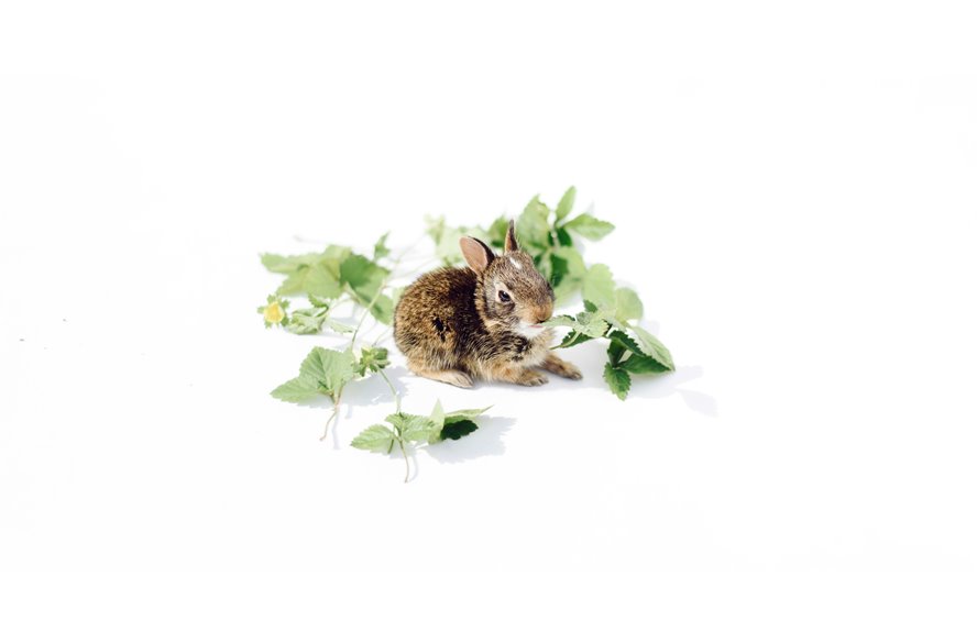 rabbits basil garden protection
