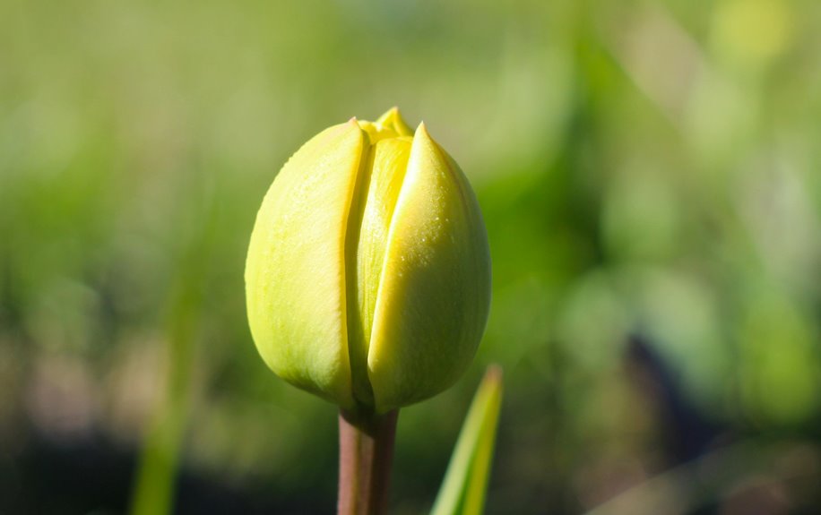 ten flowers symbolize new beginnings