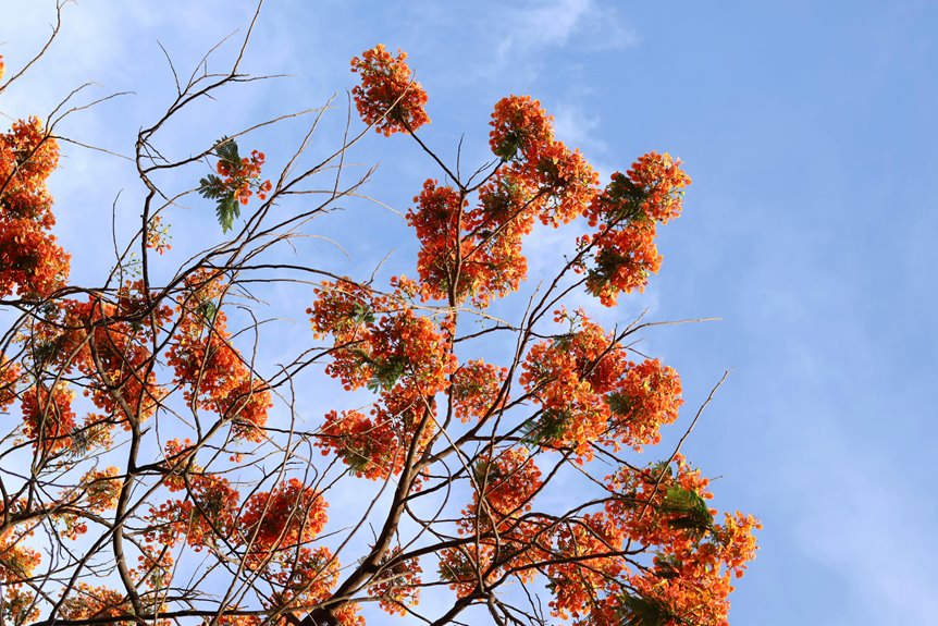 when do orange trees bloom